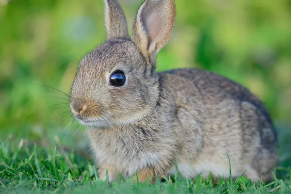 牧草地に座っている赤ん坊のウサギのクローズアップ — ストック写真