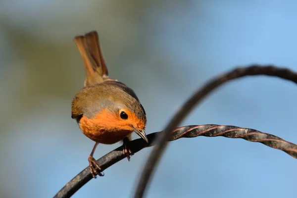 Zbliżenie Europejskiego Rubinu Erithacus Rubecula Siedzącego Metalowej Ramie — Zdjęcie stockowe