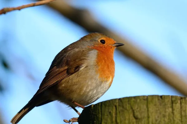 Retrato Robin Europeu Erithacus Rubecula Empoleirado Poste Madeira — Fotografia de Stock