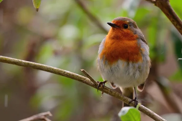 Retrato Petirrojo Erithacus Rubecula Posado Una Rama —  Fotos de Stock