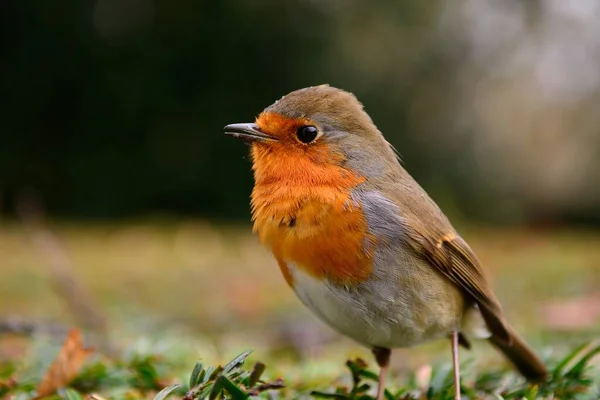 Крупный План Европейской Малиновки Erithacus Rubecula Сидящей Кусте — стоковое фото