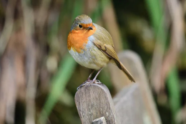 Portrait Merle Européen Erithacus Rubecula Perché Sur Une Chaise Bois — Photo