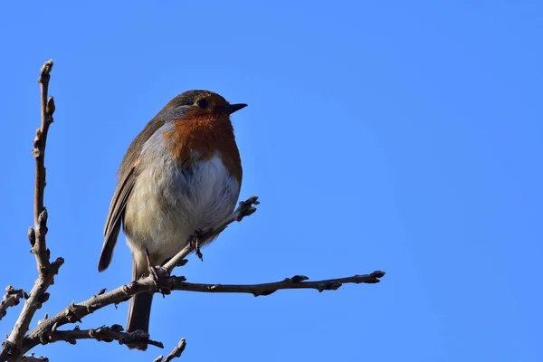 Portrait Merle Perché Sur Une Branche — Photo