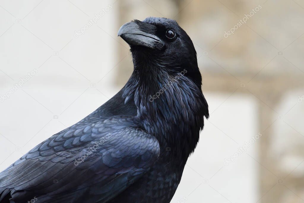 Close up portrait of a common raven (corvus corax)
