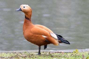 Deniz kenarında duran bir kabuklu ördek portresi (tadorna ferruginea)
