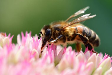 Bir sedum çiçeğini dölleyen bir arı makro görüntüsü