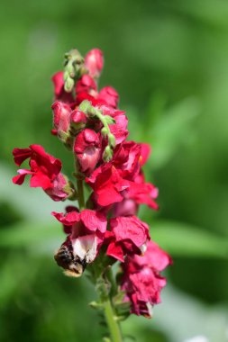 Üzerinde arı olan bir Snapgragon çiçeğine yaklaş.