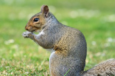 Fındık yerken ayakta duran gri sincabın yan görüntüsü