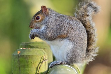 Close up of a grey squirrel (sciurus carolinensis) sitting on a fence while eating a nut clipart