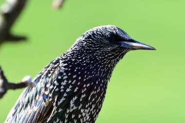 Sıradan bir sığırcık portresi (sturnus vulgaris)