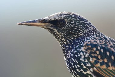 Sıradan bir sığırcık portresi (sturnus vulgaris)