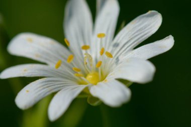 Macro shot of a single stitchwort (Stellaria) flower in bloom