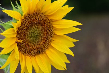 Ayçiçeği Başkanı yakın çekim