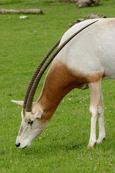 Retrato Uma Cimitarra Chifre Oryx Pastando — Fotografia de Stock