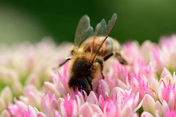 Makro Strzał Pszczoły Zapylającej Kwiat Sedum — Zdjęcie stockowe