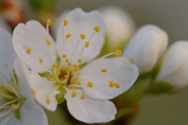 Macro Shot Une Fleur Fleur Sloé — Photo