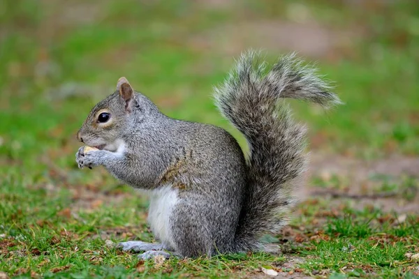 Low Angle View Grey Squirrel Sitting Grass While Eating Nut — Stock Photo, Image