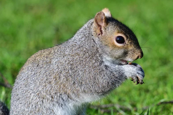 Close Portret Van Een Oostelijke Grijze Eekhoorn Eten Een Moer — Stockfoto