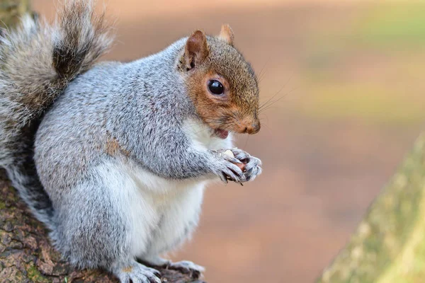 Portrait Écureuil Gris Assis Dans Arbre Mangeant Une Noix — Photo