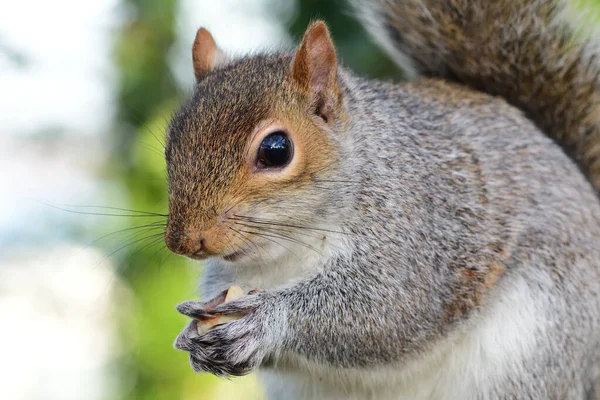 Закрыть Портрет Серой Белки Sciurus Carolinensis Поедающей Орех — стоковое фото