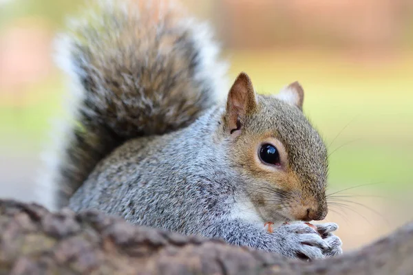 Close Portrait Eastern Gray Squirrel Sciurus Carolinensis Eating Nut Tree — Stock Photo, Image