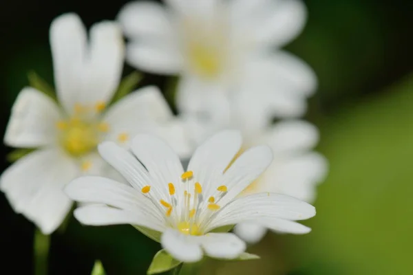 Close Stitchwort Stellaria Flowers Bloom — Stok fotoğraf