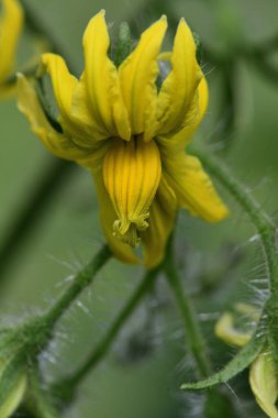 Çiçek açmış domates çiçekleri.