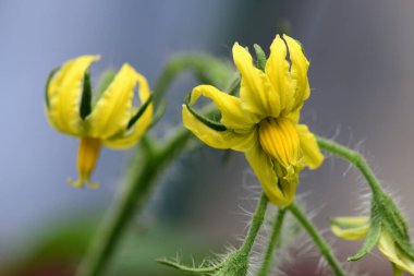 Çiçek açmış domates çiçekleri.