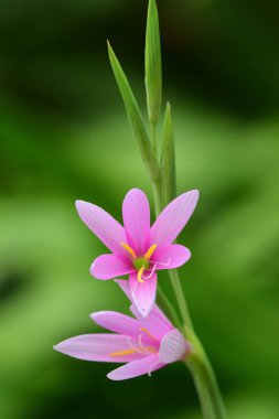 Çiçek açmış bir nilüfer çiçeğinin (watsonia borbonica) kapağını kapat