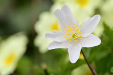 Bir odun şakayığını kapat (nemorosa şakayığı)