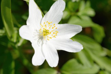 Anemone nemorosa (Anemone nemorosa) çiçek açarken bir ağaç şakayığını kapat