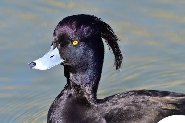 Gros Plan Canard Touffu Aythya Fuligula Mâle Nageant Dans Eau — Photo