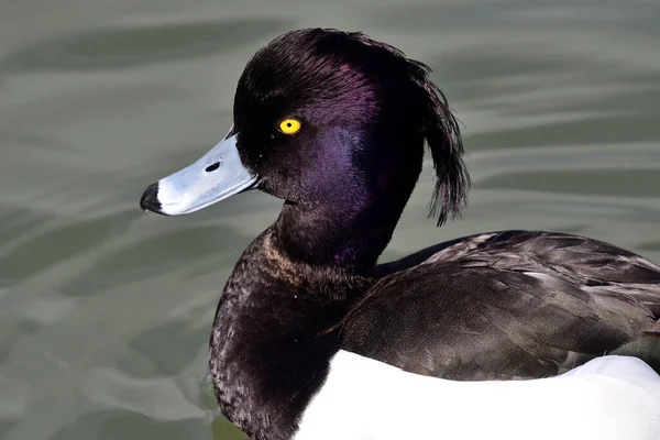 Portrait Male Tufted Duck Aythya Fuligula Swimming Water — Stock Photo, Image