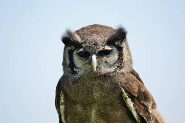 Porträtt Verreaux Örn Uggla Tittar Kameran — Stockfoto