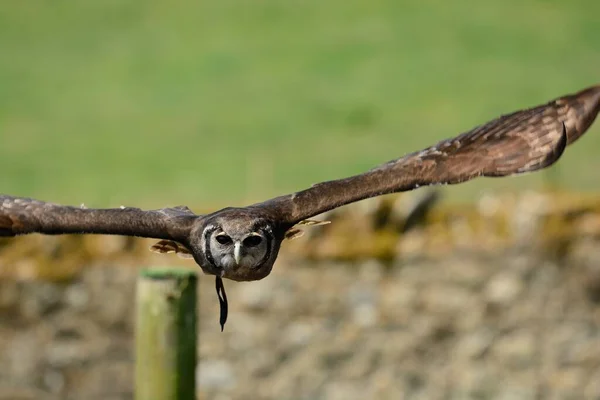 Portrait Verreaux Eagle Owl Flight — Stock Photo, Image