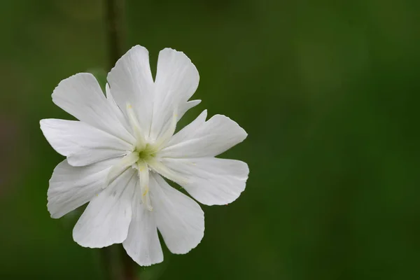 Macro Shot White Campion Silene Latifolia Flower Bloom — Stock Photo, Image