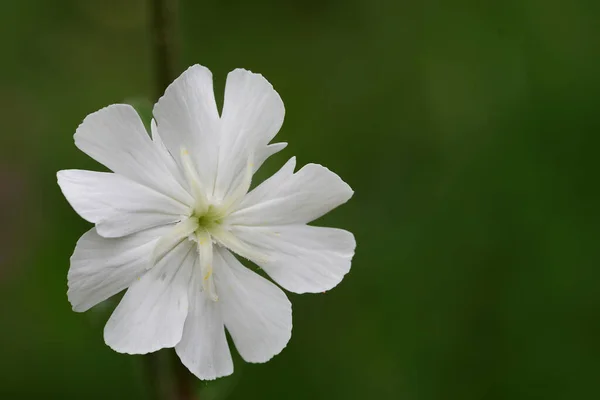 Makro Zdjęcie Kwitnącego Białego Kampionu Silene Latifolia — Zdjęcie stockowe