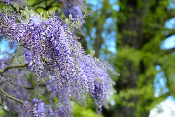 Sluiten Van Wisteria Bloemen Bloei — Stockfoto