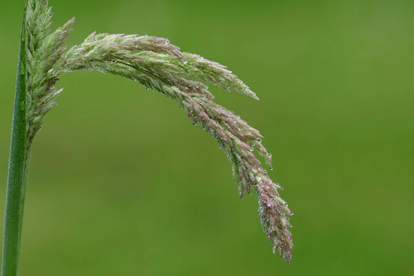 Regndroppar Yorkshire Dimma Holcus Lanatus Växt Med Grön Bakgrund — Stockfoto