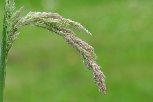 Regndroppar Yorkshire Dimma Holcus Lanatus Växt Med Grön Bakgrund — Stockfoto