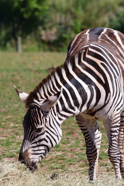 Retrato Uma Zebra Jardim Zoológico Comendo Feno — Fotografia de Stock