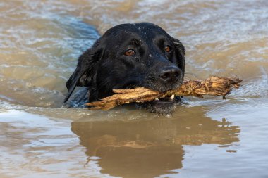 Suda yüzen siyah bir Labrador 'un ağzında bir sopayla yakınlaş.