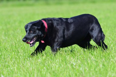 Genç, siyah bir Labrador av köpeğinin bir tarlada koşarken ki görüntüsü.