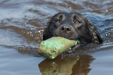 Sudan bir kukla çıkaran siyah Labrador 'a yaklaş.