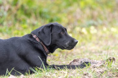 Siyah bir Labrador 'un çimlerin üzerinde dinlenme görüntüsü