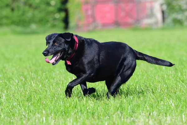 Action Shot Van Een Jonge Zwarte Labrador Retriever Die Door — Stockfoto