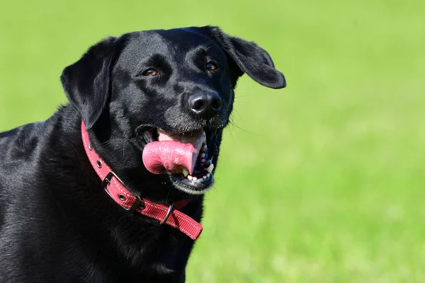 Hoofd Foto Van Een Schattige Zwarte Labrador Buiten Een Veld — Stockfoto