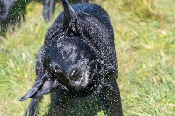 Retrato Labrador Negro Mojado Sacudiendo Agua — Foto de Stock