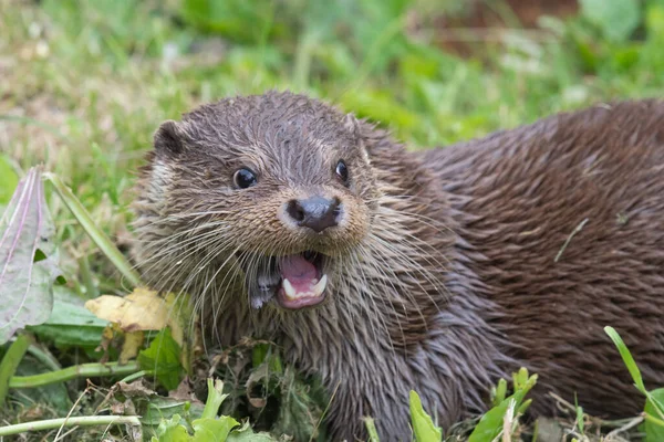 Nahaufnahme Eines Eurasischen Fischotters Lutra Lutra Der Einen Fisch Isst — Stockfoto