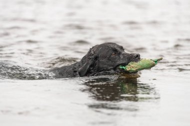 Siyah bir Labrador 'un sudan eğitim mankeni çıkartırken kafasından vurulmuş.